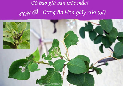 hoa giấy bị nấm