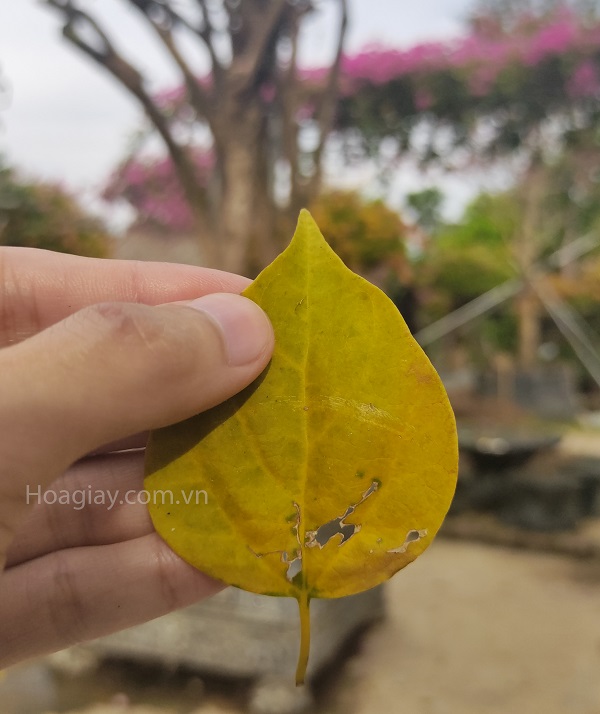 nguyên nhân hoa giấy rụng lá